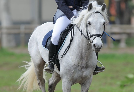 Equitazione